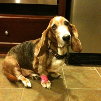 Fetch! Pet Care - Pet Sitting Near Me