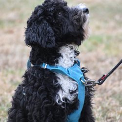 Sally Said So Professional Dog Training