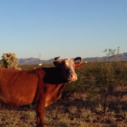 Free range cattle near the campground! Free range cattle near the campground!