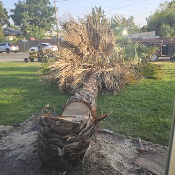 Villa Garden Service - a fallen palm tree - Landscaping Near Me - Madera, California Villa Garden Service - a fallen palm tree - Landscaping Near Me - Madera, California
