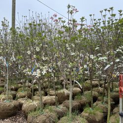 Merrifield Garden Center - Dogwoods