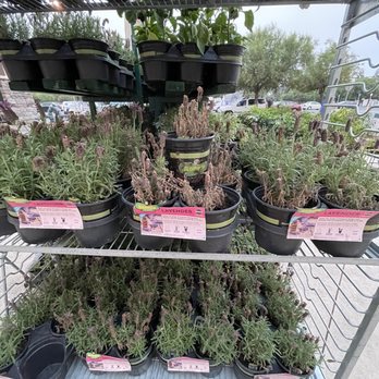 Lowe's Home Improvement - Lots of dead lavenders - Hardware Stores Near Me - Concord, California
