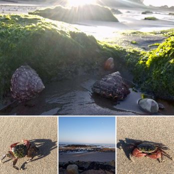 Carpinteria State Beach - The treasures of an early morning walk. - Beaches Near Me - Carpinteria, California