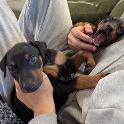Shasta Valley Veterinary - Dr. B helped when our young puppy had ear issues & the entire clinic visit was a positive first experience for an impressionable youngster.