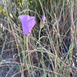Weir Canyon Trailhead - Splendid mariposa lily