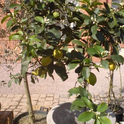 Gartenlust - Zitronenbaum, sehr verführerisch