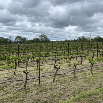 Bricoleur Vineyards - Wineries Near Me - Windsor, California