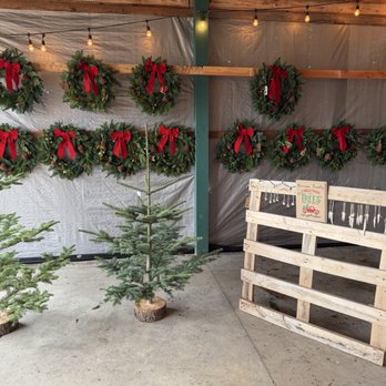 Harrison Tree Farm - Main area with cute trees on wood slices for only $15 - Christmas Trees Near Me - Sandy, Oregon