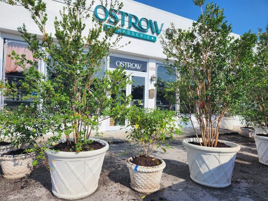 Ostrow Brasserie by null