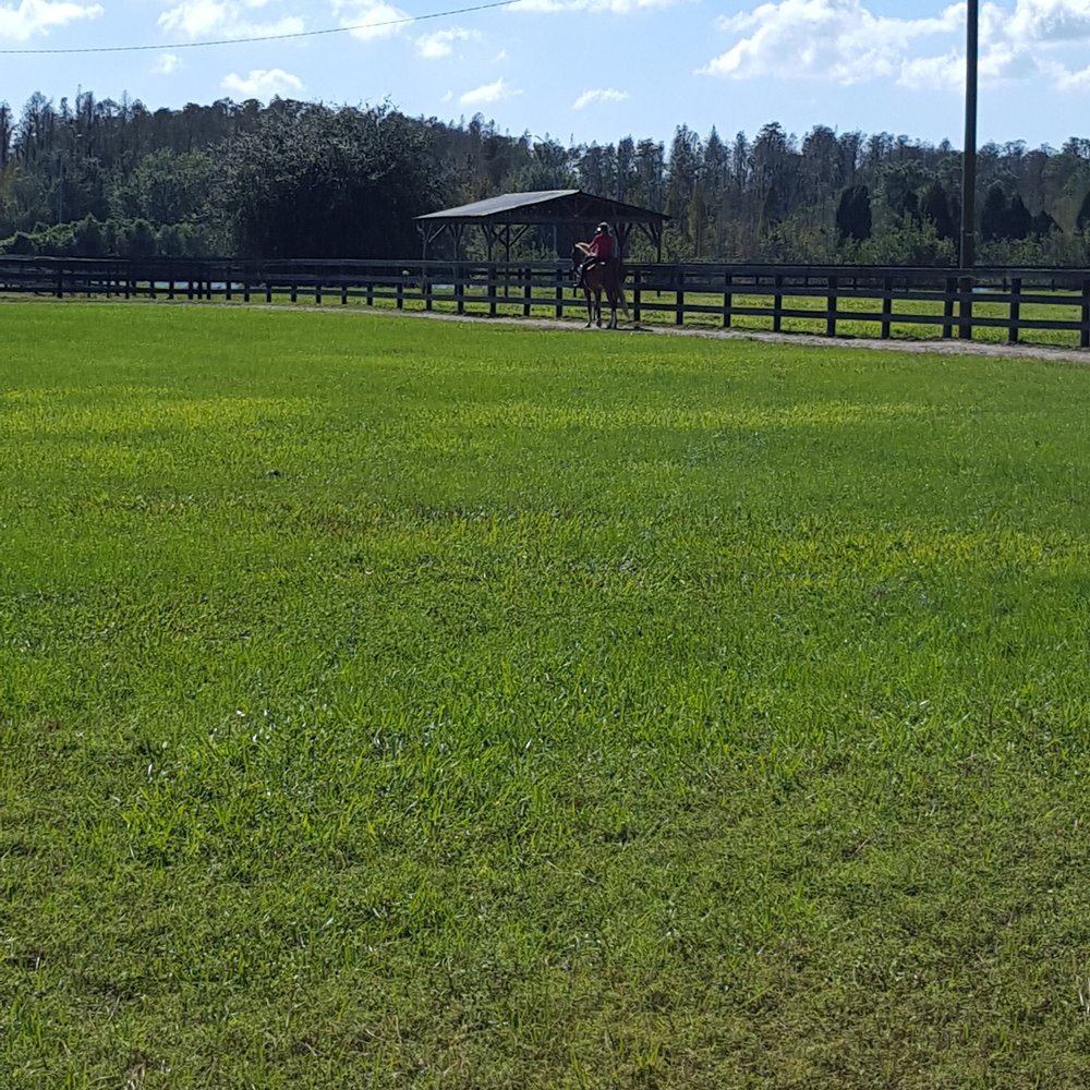 Avalon Stables - Large riding rings - Summer Camps Near Me - Lutz, Florida Avalon Stables - Large riding rings - Summer Camps Near Me - Lutz, Florida