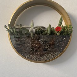 Cacti