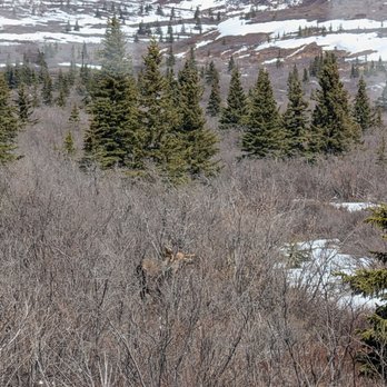 Denali National Park - Hiking Near Me - Mckinley Park, Alaska