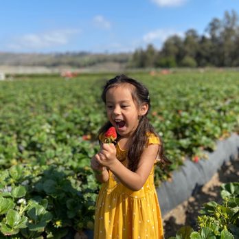 Underwood Farm Market - Eating the strawberries - Fruits & Veggies Near Me - Somis, California Underwood Farm Market - Eating the strawberries - Fruits & Veggies Near Me - Somis, California