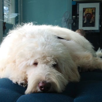 Avenue Pet Salon - I smell so good - Pet Groomers Near Me - Burlingame, California