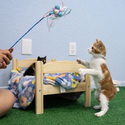 Save the Meow Meows Cat Lounge - The cutest props