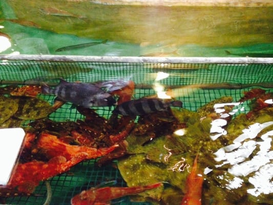 Fishing Restaurant Zauo Shinjuku by null