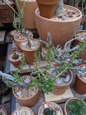 Cactus Store by null