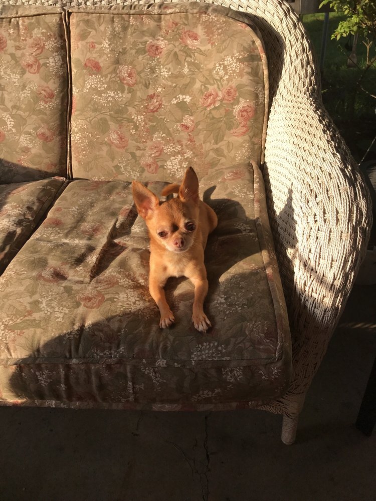 PREPPY PET WARMINSTER 19 Photos & 36 Reviews Pet Sitting 605