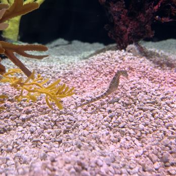 Tennessee Aquarium - Aquariums Near Me - Chattanooga, Tennessee Tennessee Aquarium - Aquariums Near Me - Chattanooga, Tennessee