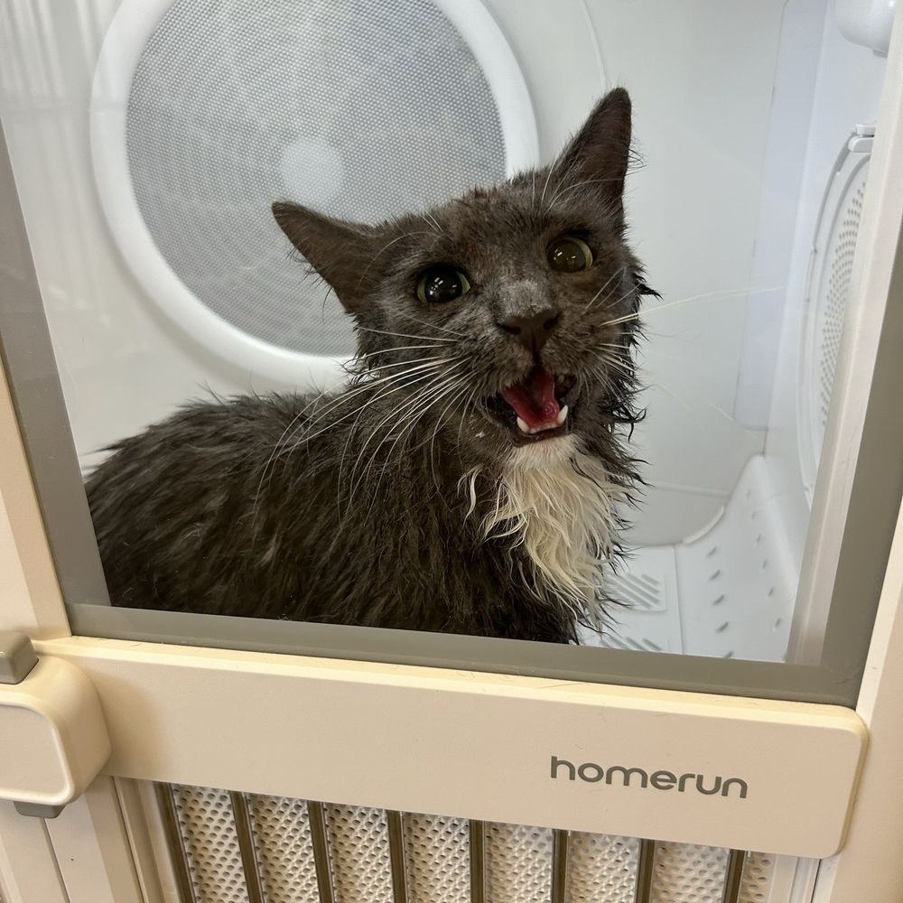 Pet Beloved - Pet Groomers Near Me - San Diego, California Pet Beloved - Pet Groomers Near Me - San Diego, California
