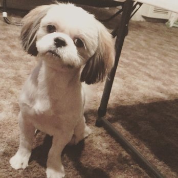Woori Pet - Pet Groomers Near Me - Los Angeles, California