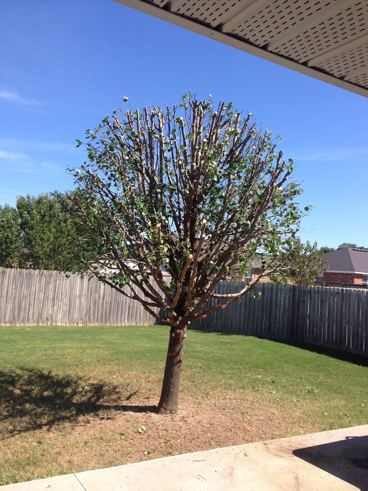 Brown's Tree Care - tree service in Bentonville, AR