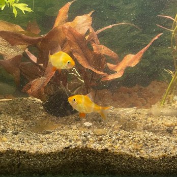 SF Aquatic - Aquariums Near Me - Walnut Creek, California