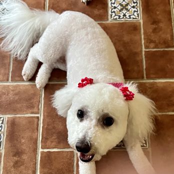 Puppy perks - Pet Groomers Near Me Puppy perks - Pet Groomers Near Me
