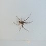 Endeavor Pest Control