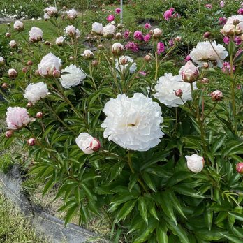Simply Peonies - Farms Near Me - Everson, Washington