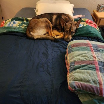 Garcia’s House Cleaning - Bed was made. Dog approves. - Home Cleaning Near Me Garcia’s House Cleaning - Bed was made. Dog approves. - Home Cleaning Near Me