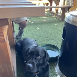 Dog friendly patio Dog friendly patio
