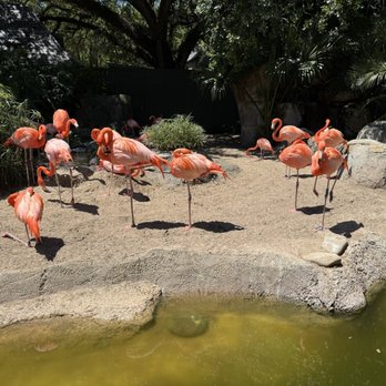 Audubon Zoo - Flamingos! - Aquariums Near Me - New Orleans, Louisiana
