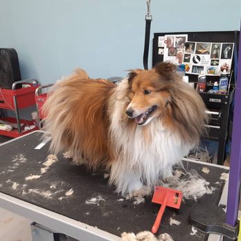 Scruffy To Fluffy Mobile Grooming - Before - Pet Groomers Near Me Scruffy To Fluffy Mobile Grooming - Before - Pet Groomers Near Me