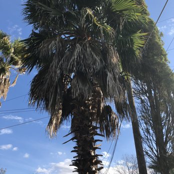 Brian Hild Lawn and Tree Service - a palm tree - Tree Services Near Me Brian Hild Lawn and Tree Service - a palm tree - Tree Services Near Me