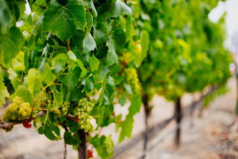 Oceano Wines Logo