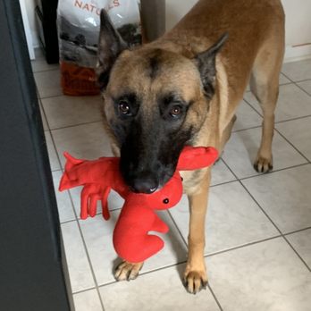 Carrie’s Pampered Pooch Spa - Clean Gunny with his stuffed crawfish. - Pet Groomers Near Me - Slidell, Louisiana Carrie’s Pampered Pooch Spa - Clean Gunny with his stuffed crawfish. - Pet Groomers Near Me - Slidell, Louisiana