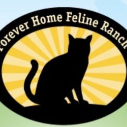 Forever Home Feline Ranch - Non profit Feline Rescue and adoptions