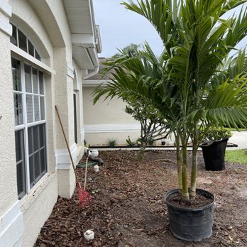 O G Lawn Service - a palm tree in a pot - Gardeners Near Me O G Lawn Service - a palm tree in a pot - Gardeners Near Me