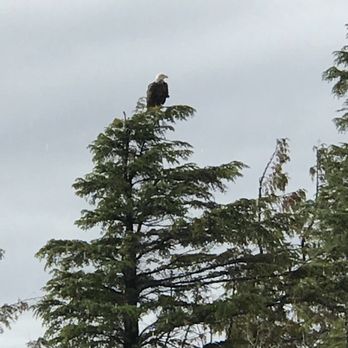 Lighthouse Excursion - Bald eagle - Boat Tours Near Me Lighthouse Excursion - Bald eagle - Boat Tours Near Me