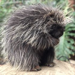 Wildlife Learning Center - North American Porcupine