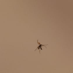 LOGE Bend - Dead bug on the shower wall. Yuck!