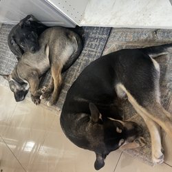 Shelly's Shelter