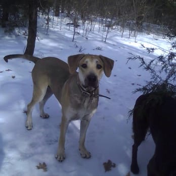 Lucky Dog Daycare Ranch - Jango @ Lucky Dog Ranch walking the trails in the snow. - Pet Boarding Near Me - Denton, Texas Lucky Dog Daycare Ranch - Jango @ Lucky Dog Ranch walking the trails in the snow. - Pet Boarding Near Me - Denton, Texas
