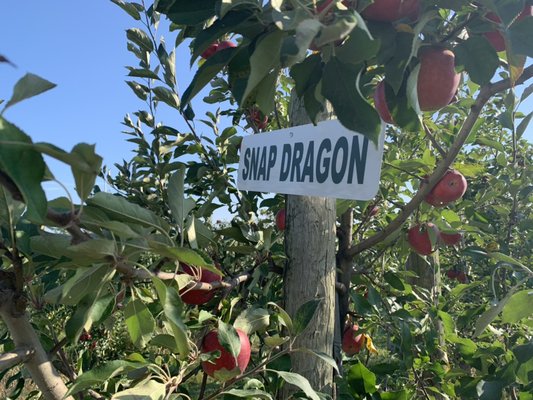 Clarke's Family Farm by null