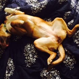 After a day at the hound hangout!!! After a day at the hound hangout!!!