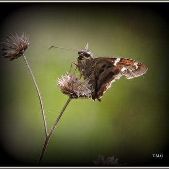 Hammock State Park - This butterfly seen at Hammock Park (Photo by T.Gilmore) - Hiking Near Me - Dunedin, Florida