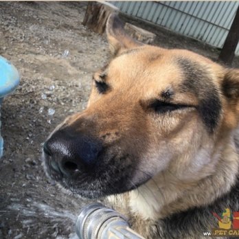 Pet Camp - And a little splashing around! - Pet Training Near Me - San Francisco, California