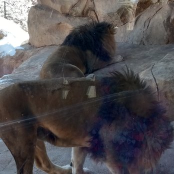 Denver Zoo - Zoos Near Me - Denver, Colorado