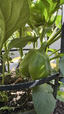 Whitfill Nursery by null